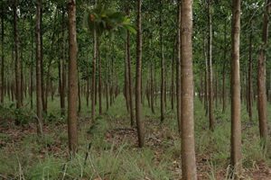 Acacia trees need to be planned alongside large timber plantations