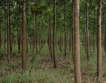 Acacia trees need to be planned alongside large timber plantations