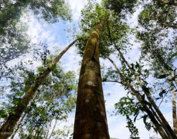 The profession of harvesting acacia wood